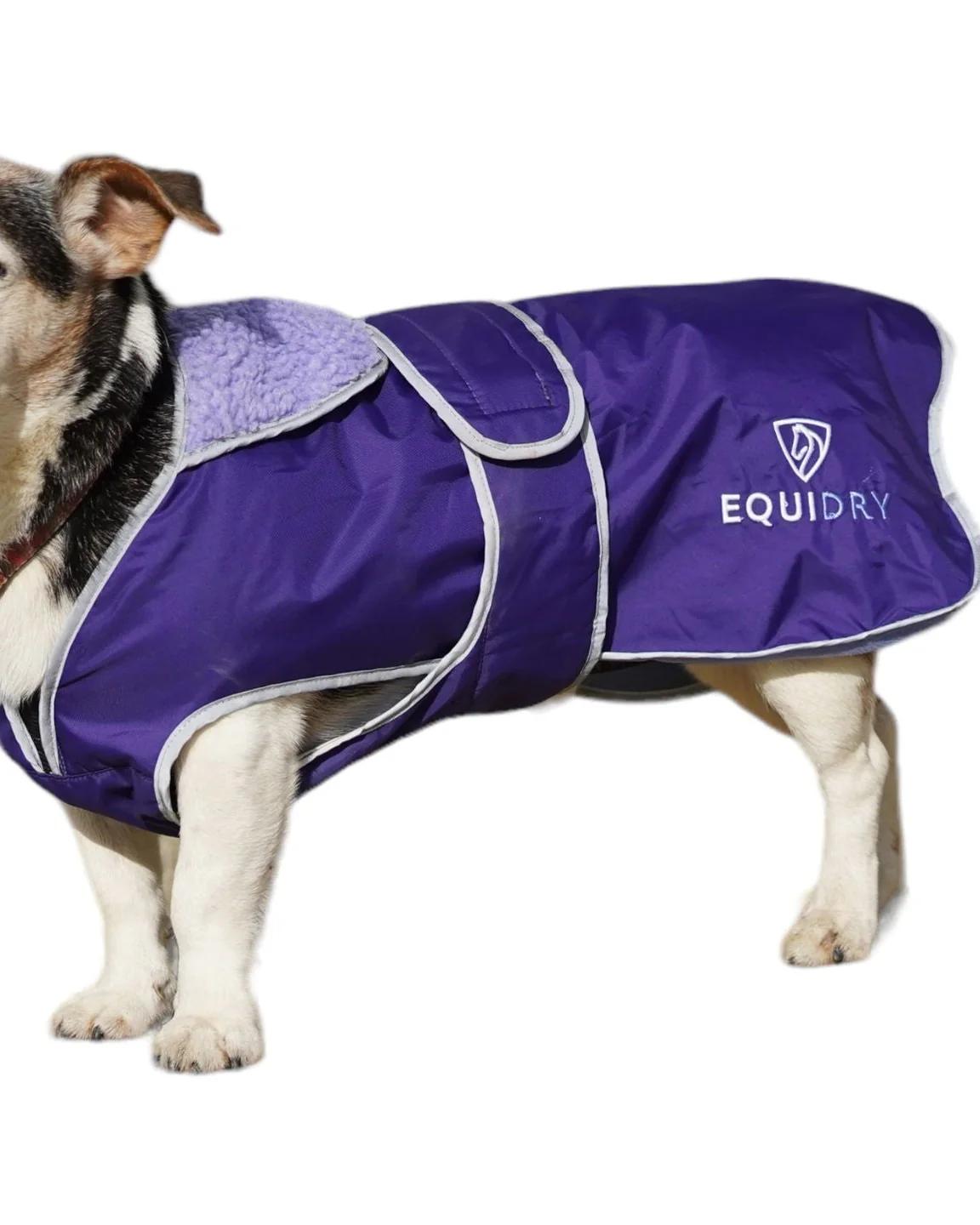 Waterproof Dog Coat | Deep Purple/Purple - Image 3
